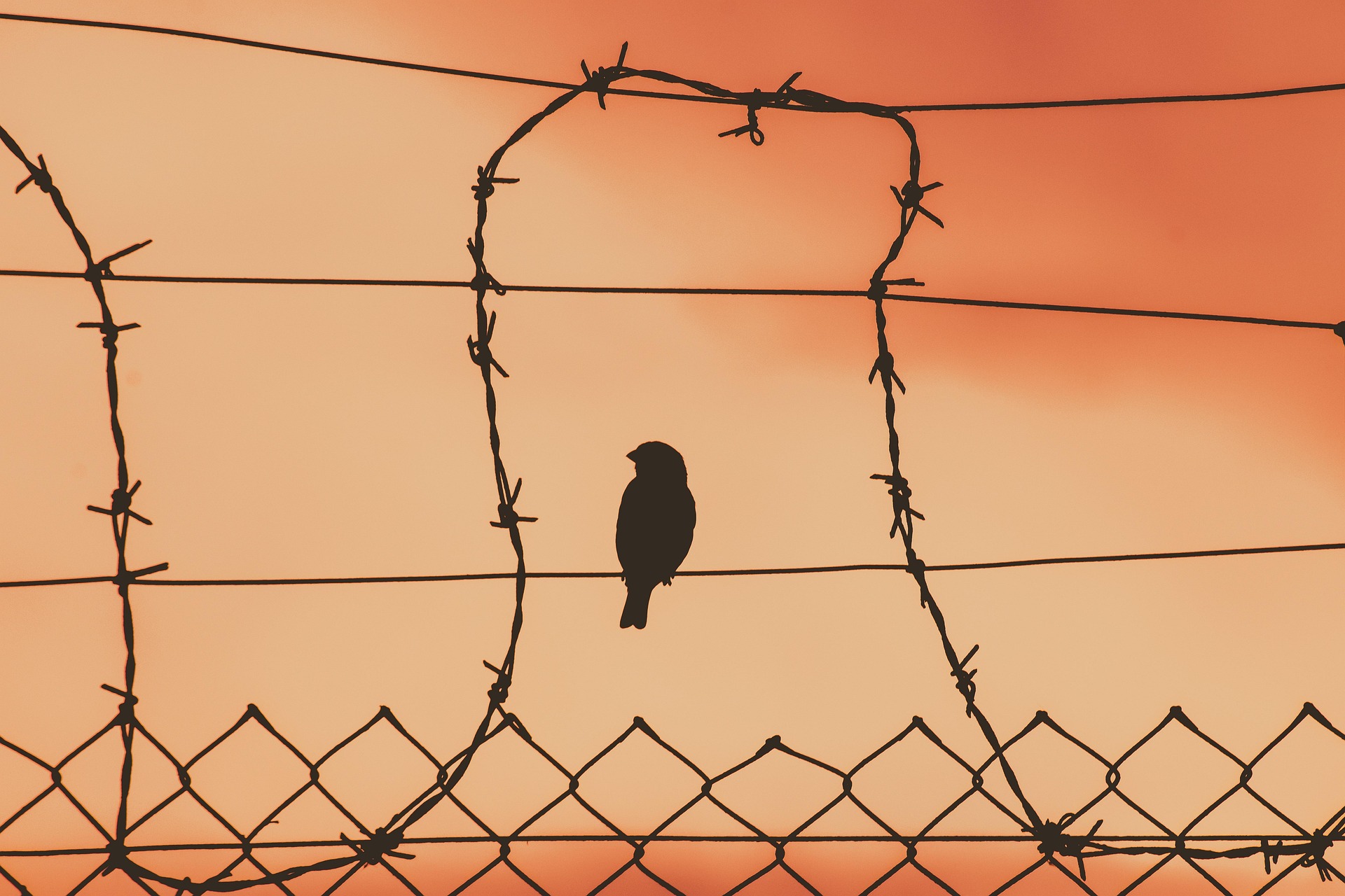 dimitrisvetsikas1969-bird-on-a-wire-5243730_1920 Blog Klein machen